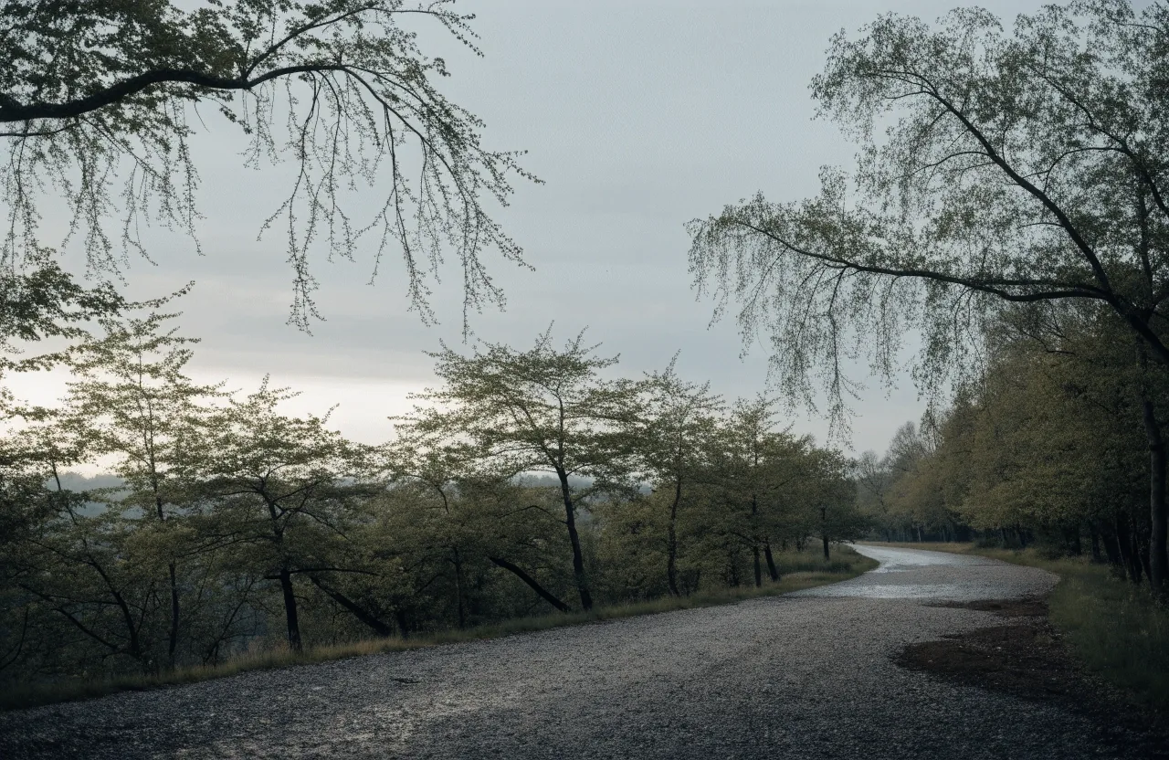 A quiet tree-lined walking path in Slovenia at first light